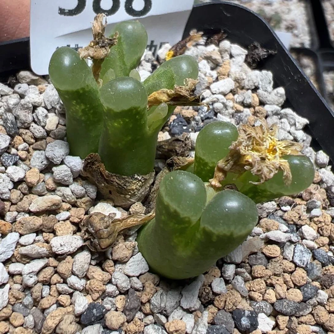 【闪购商品】 388。