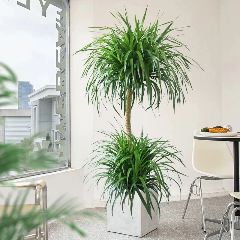 龙血树客厅绿植室内盆栽大型客厅大盆景好养龙须树旺宅植物龙铁树