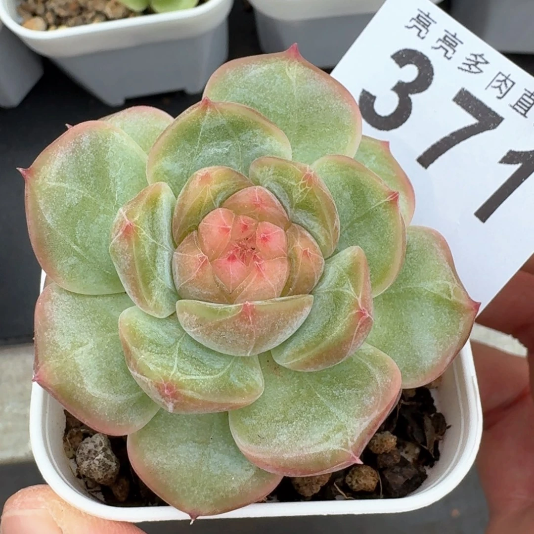 上新         多肉植物