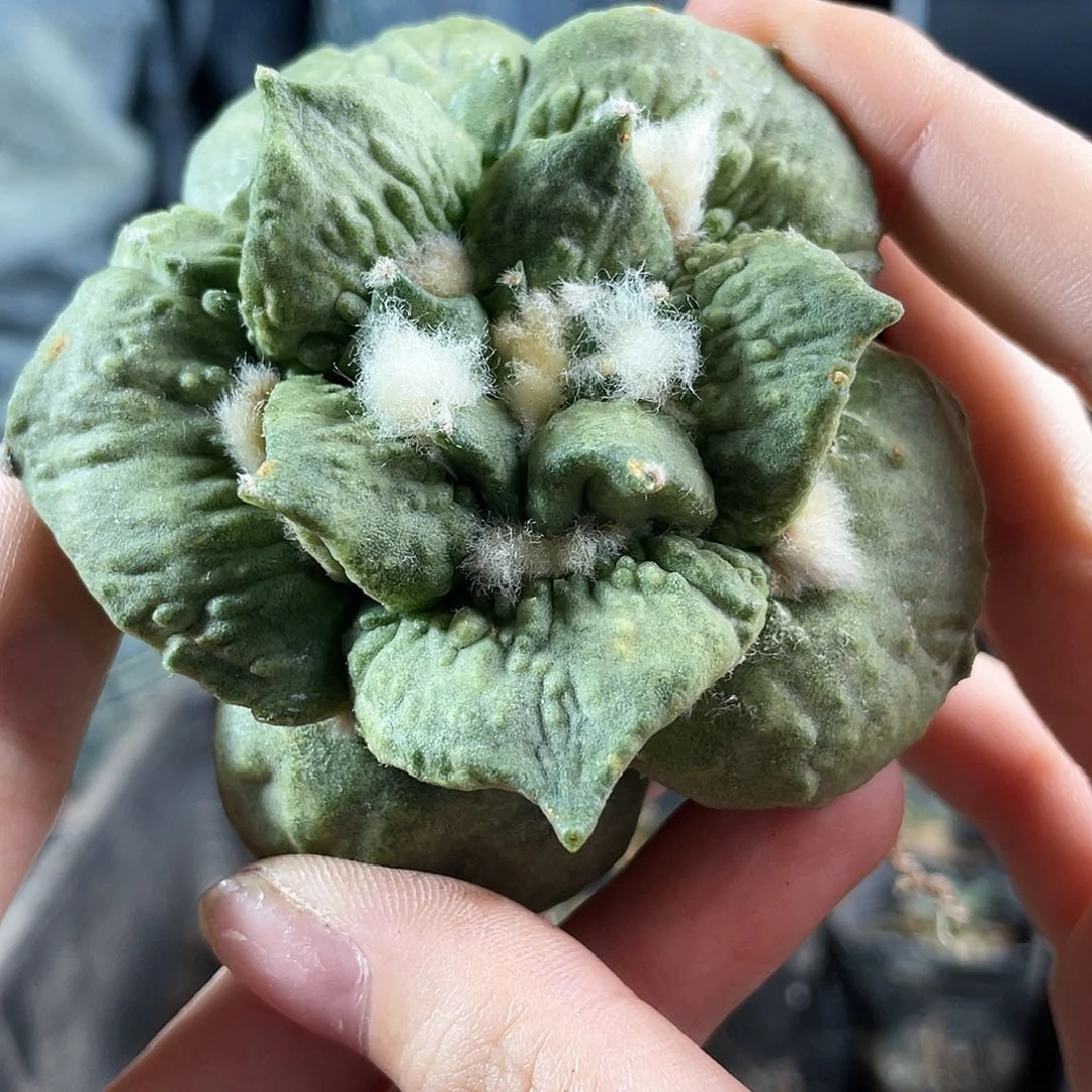 3号自根福利好好怒涛微脏