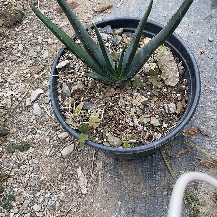 无****无花朵龙舌兰绿色植物
