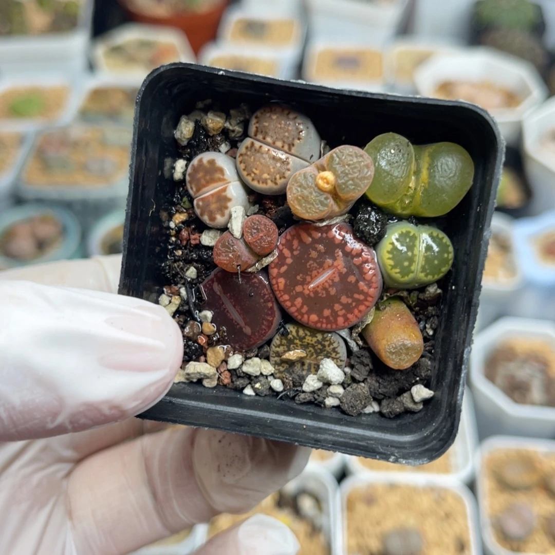 多肉植物一物一拍77