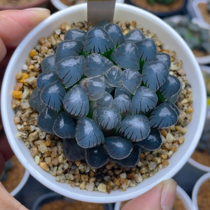 OB1冰灯母本十二卷