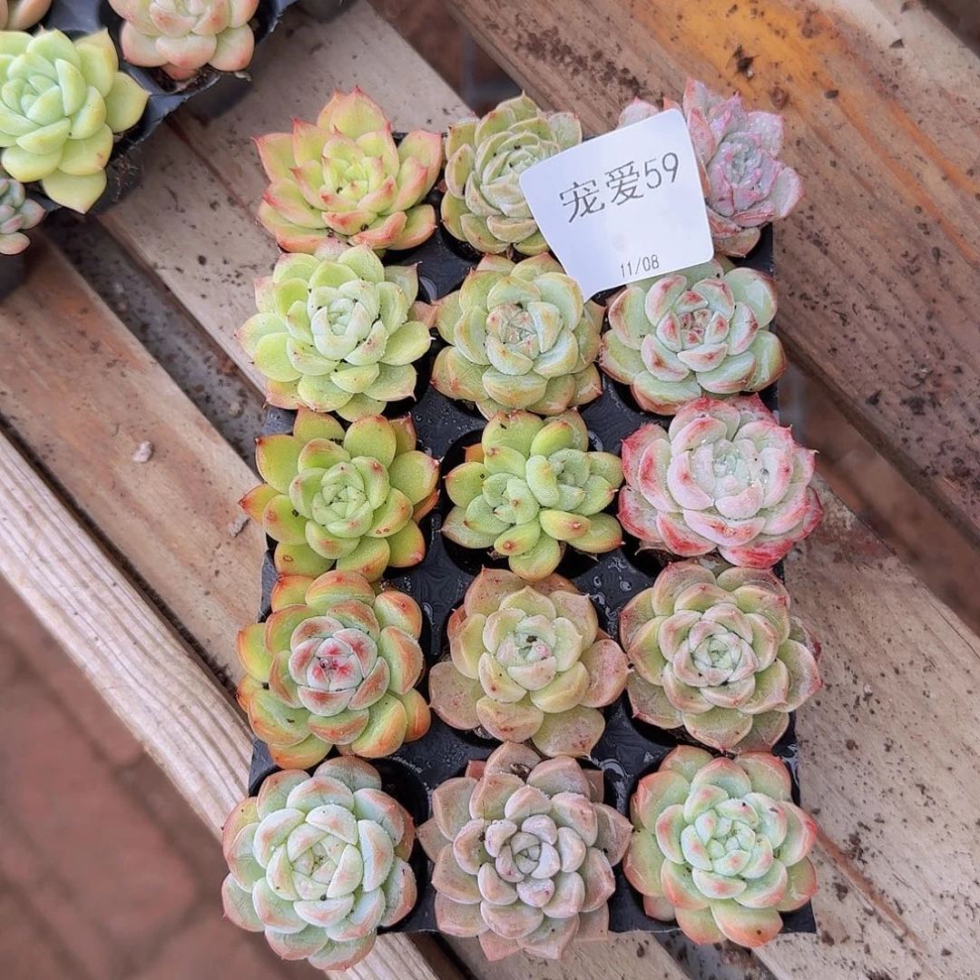 上午直播一物一拍59