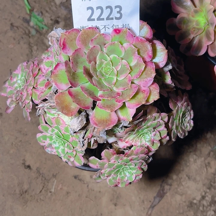 2223霁月多肉植物保护