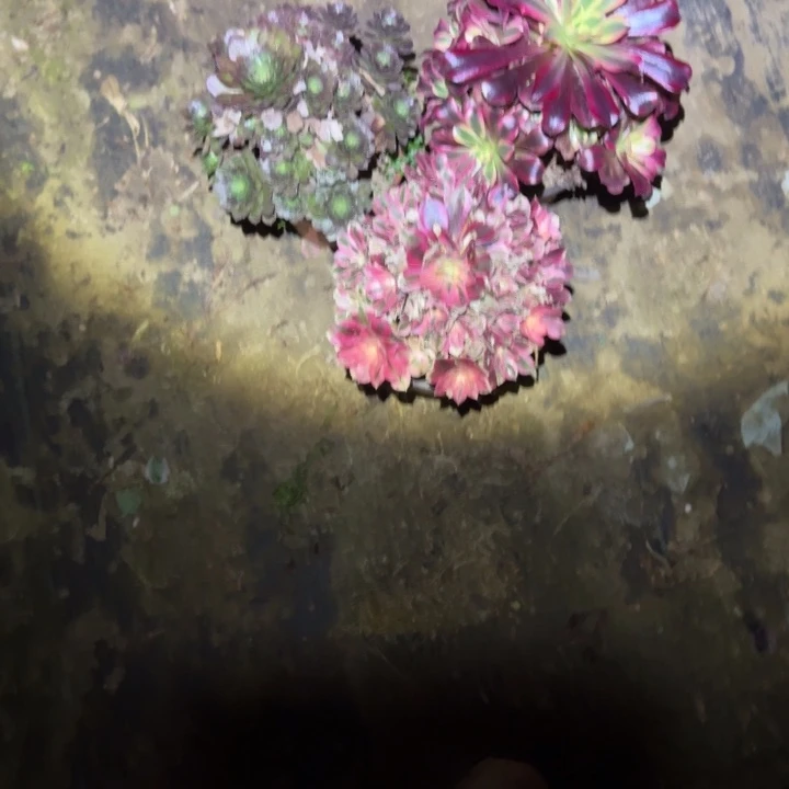 一单包邮不包侧枝109