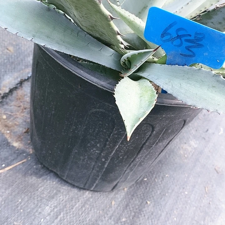 【闪购商品】无花朵龙舌兰特默客