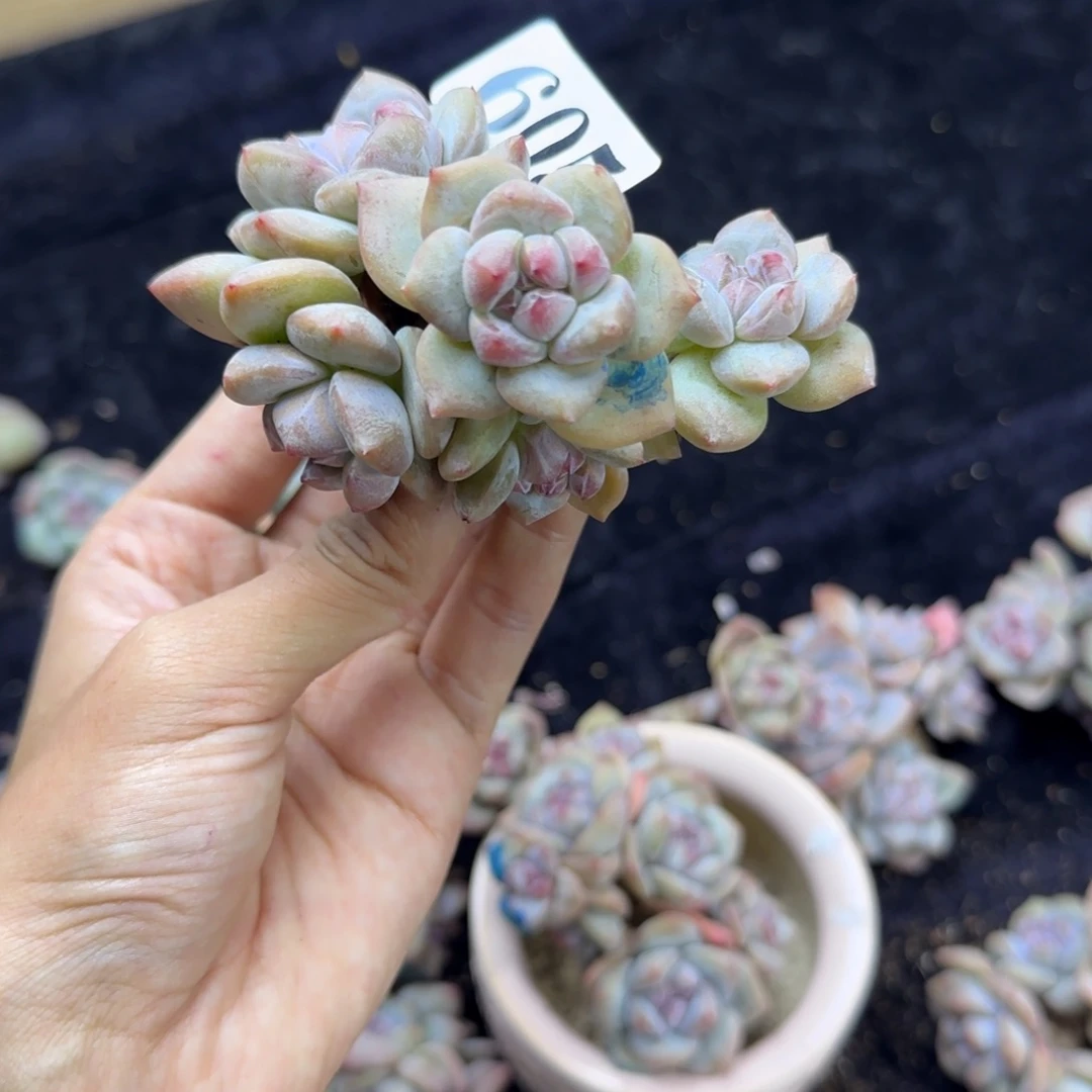 星影5头无根一物一拍605