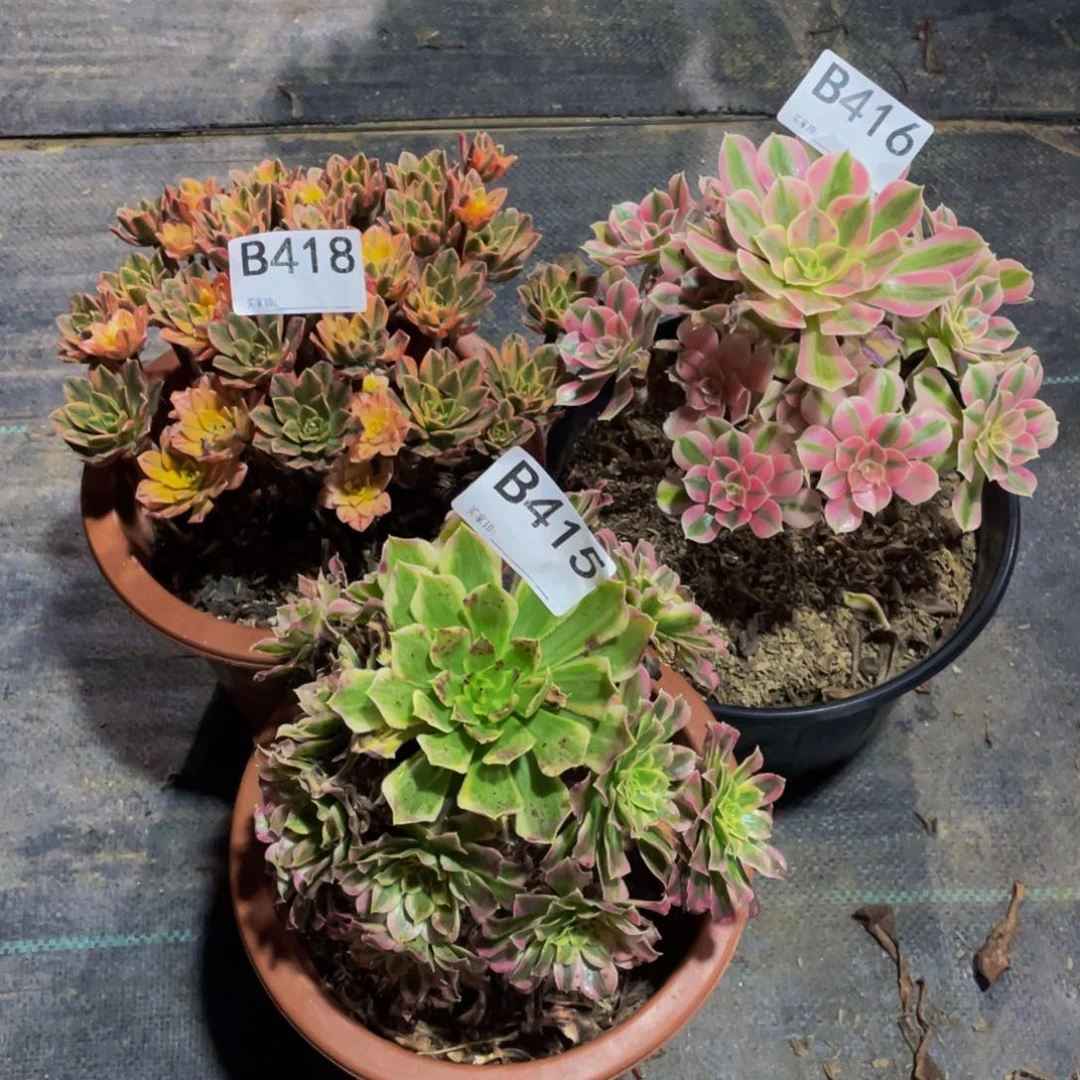 新***哥三颗多肉植物418  415 416