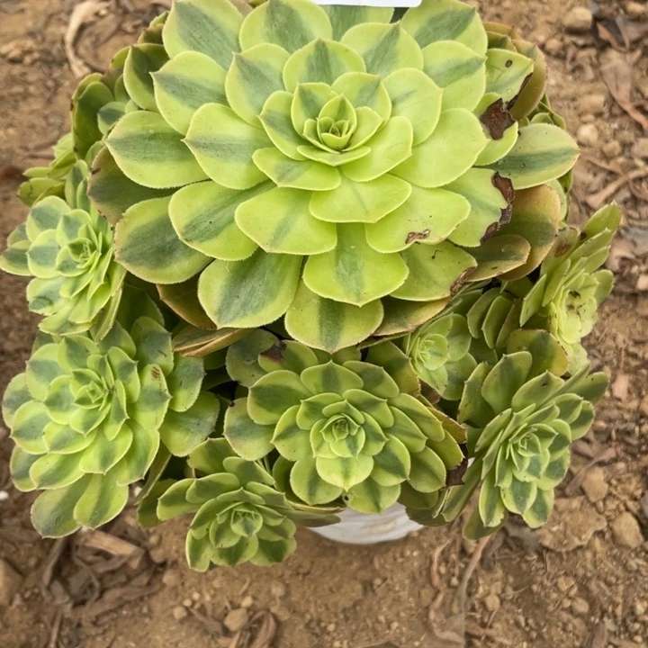 全部花朵453多肉植物雨荷
