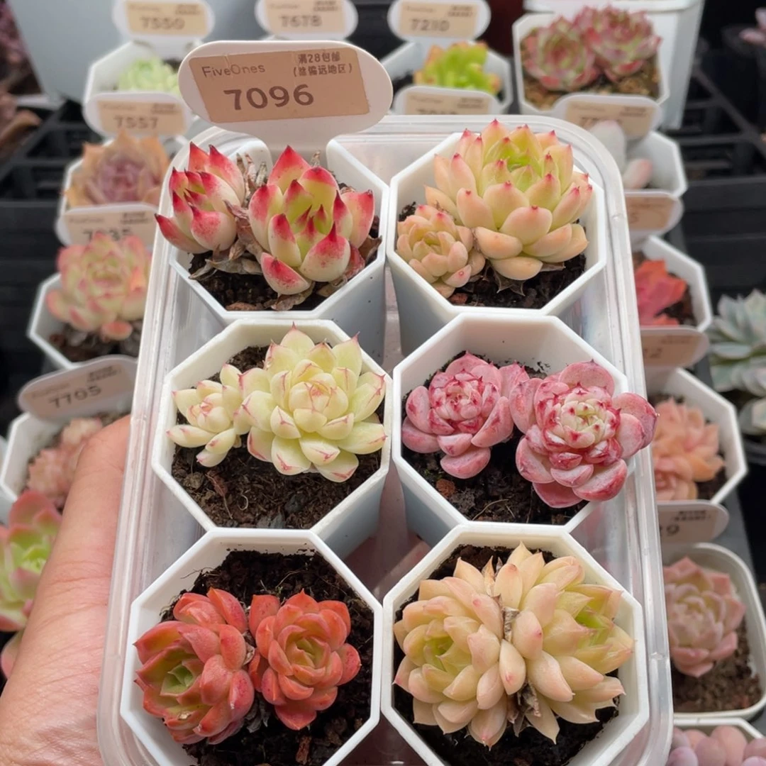组合套餐共6颗7096
