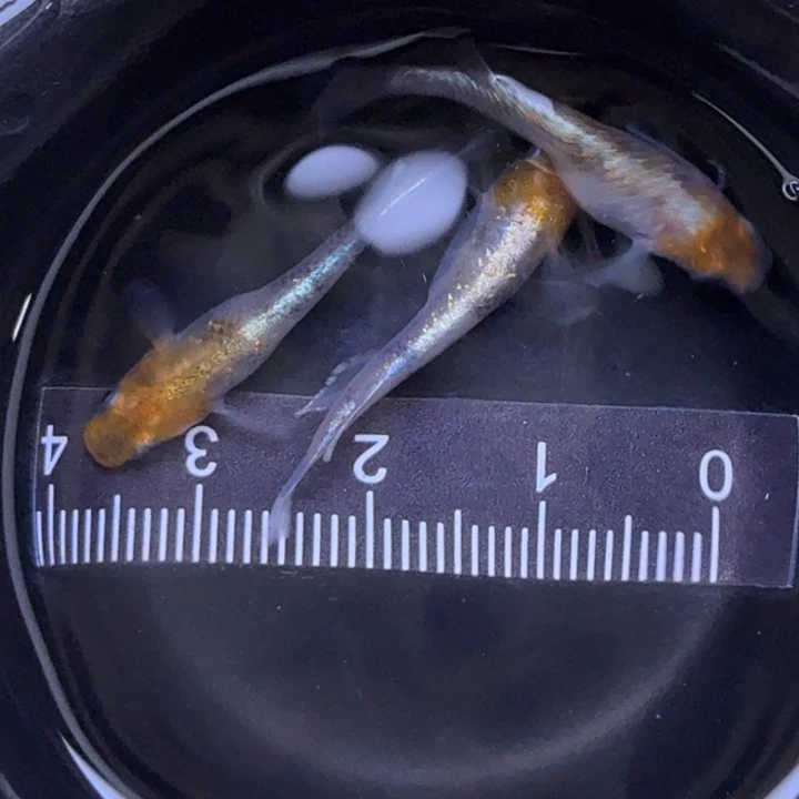 青鳉鱼三色干23号