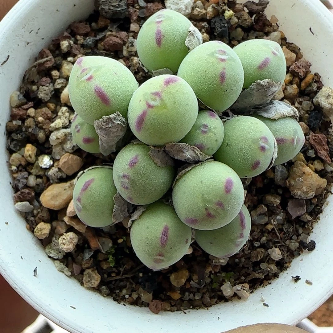 脱土年后发货24682