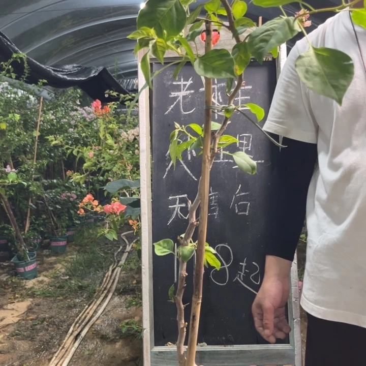 无花朵三角梅三角梅1312