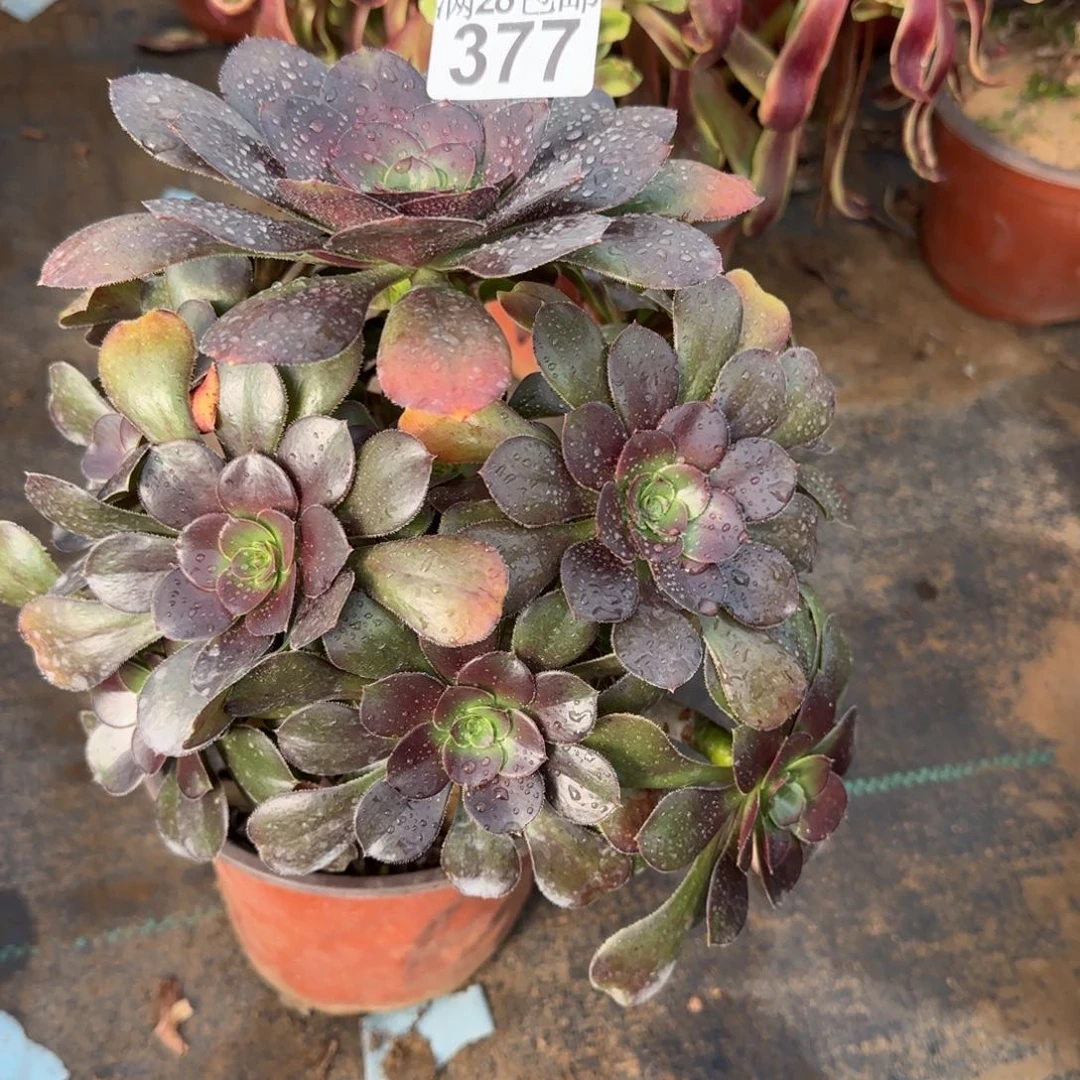 炫彩圆叶多肉377满28包邮断枝不包