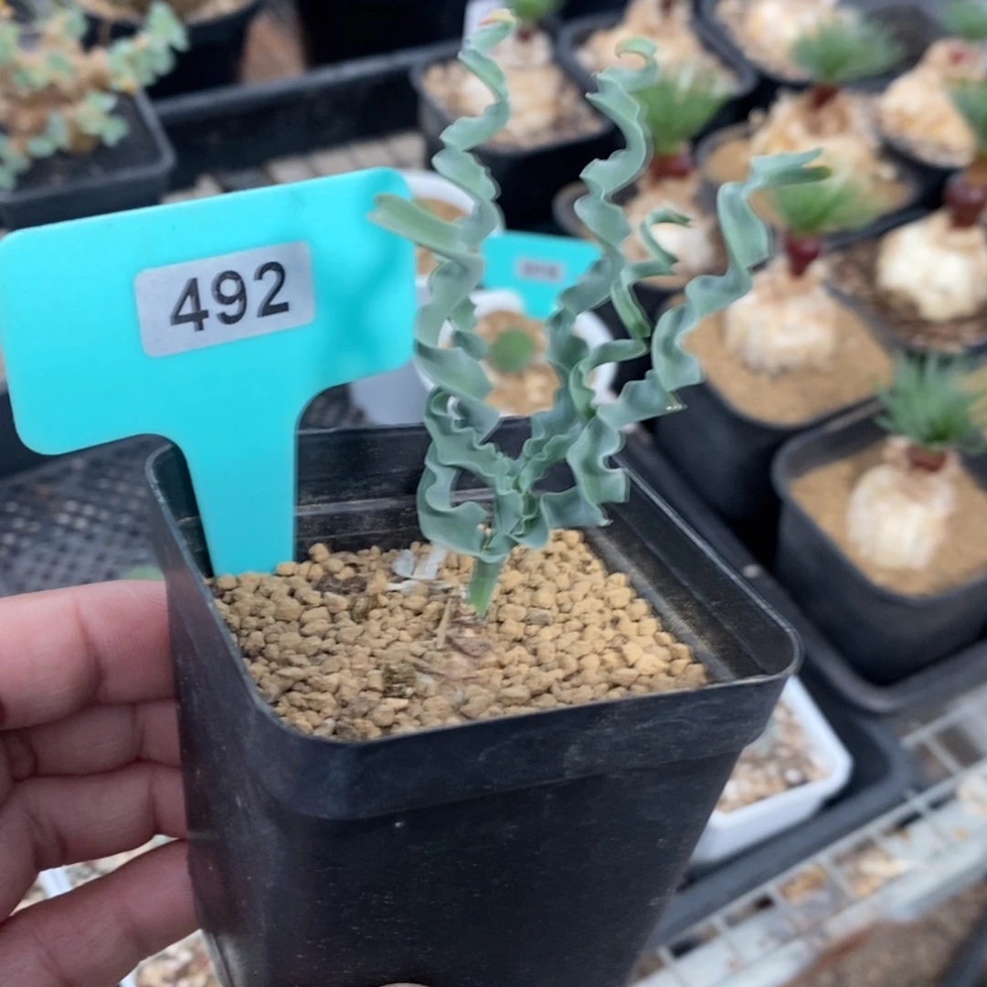 DC弹簧草产地多肉植物