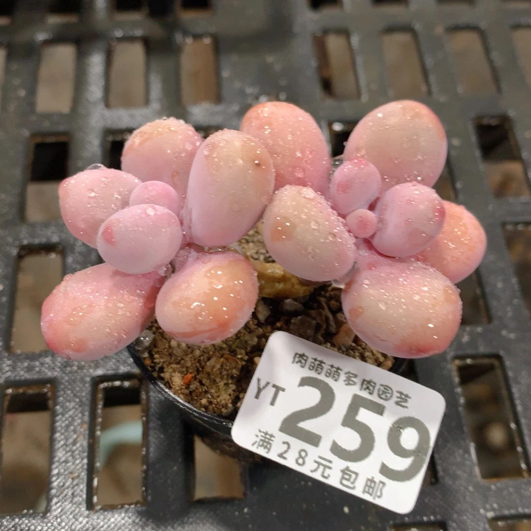 肉萌萌拇指盆精控多肉YT259