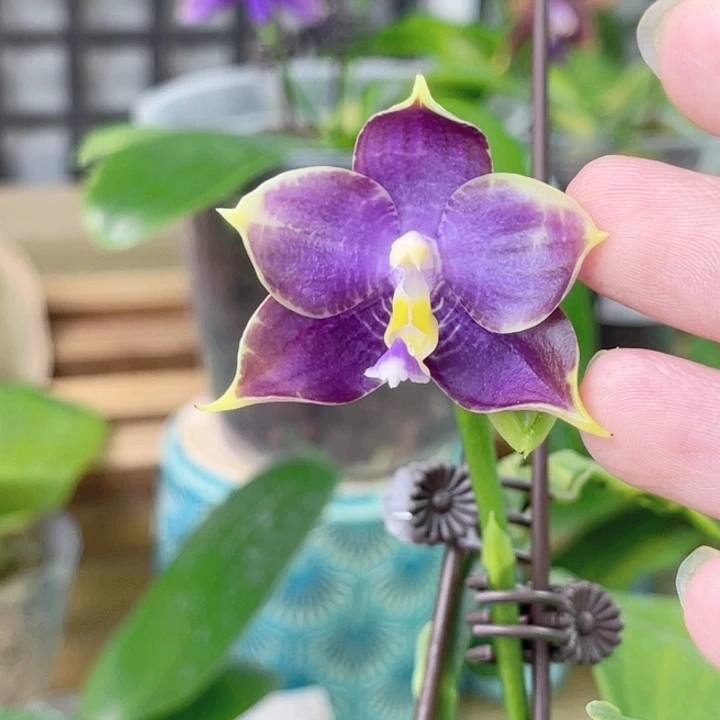 完全开放弥陀蓝企鹅-1950