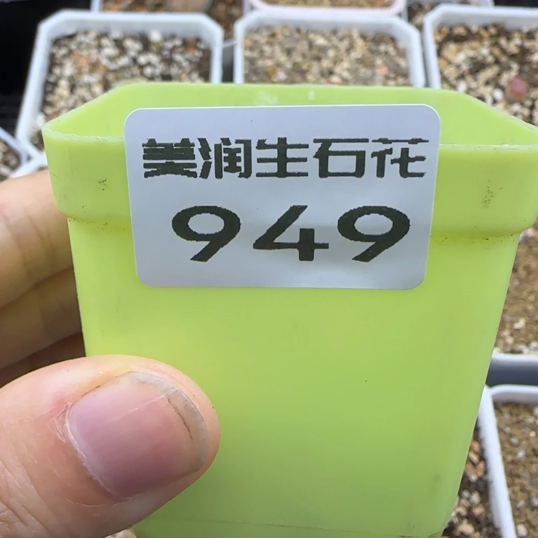 949开播盲盒666666