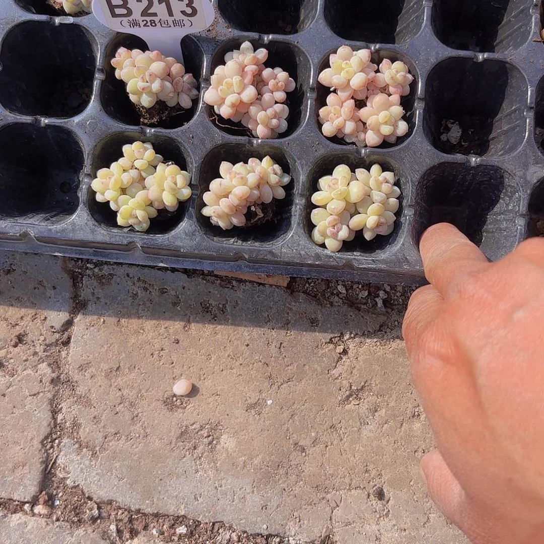 屁****?B213阳光玫瑰六科一物一拍