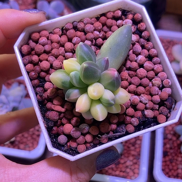 千代田之松锦多肉植物
