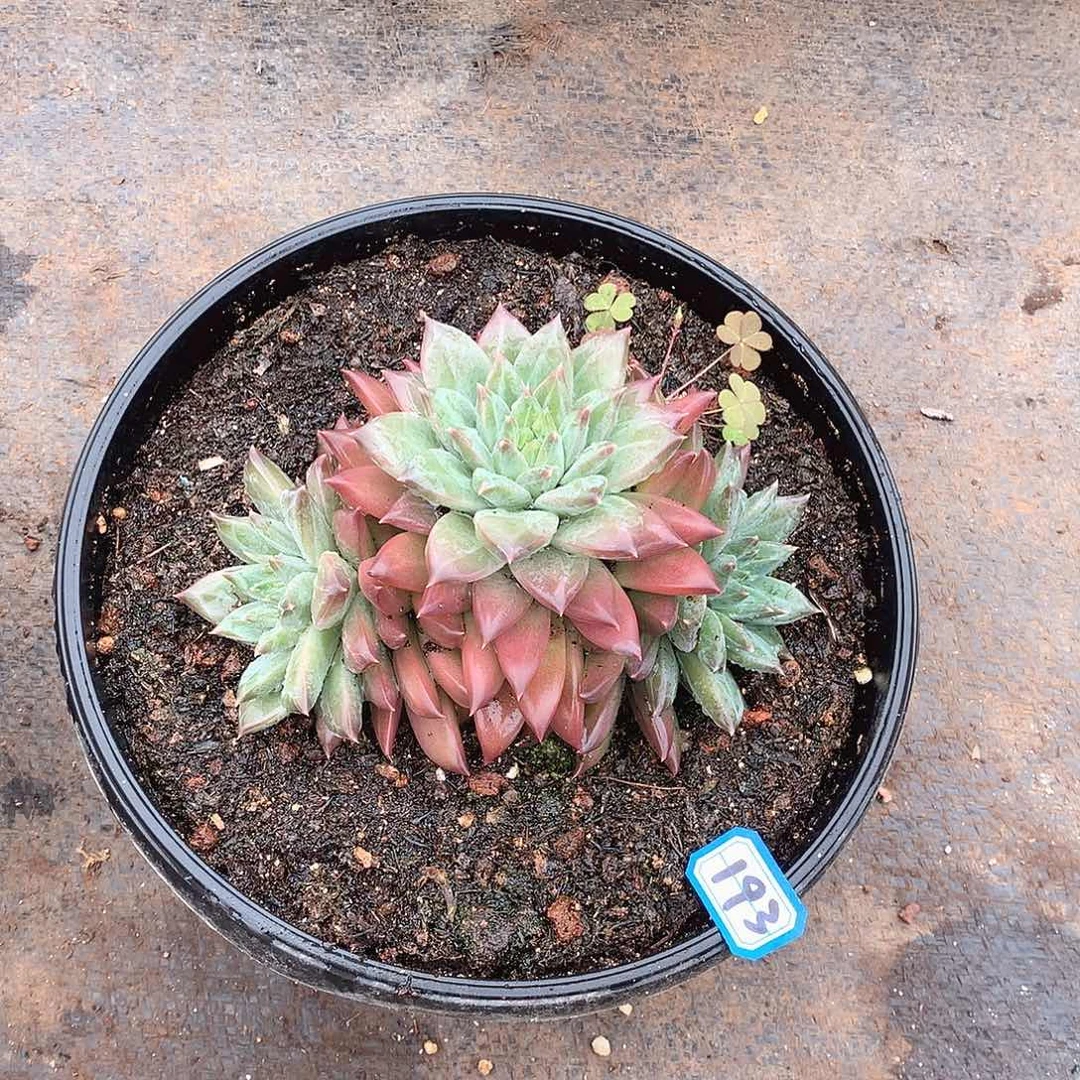 193美人一物一拍多肉