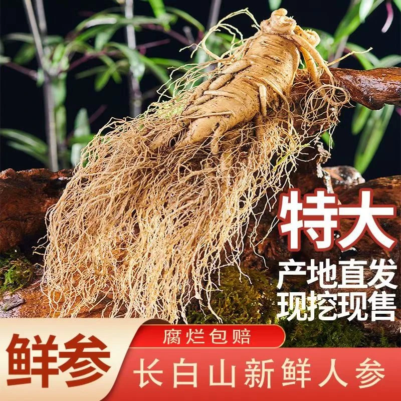 长白山现挖新鲜 【高年头老参单支150克 】 送礼泡酒(送种子)