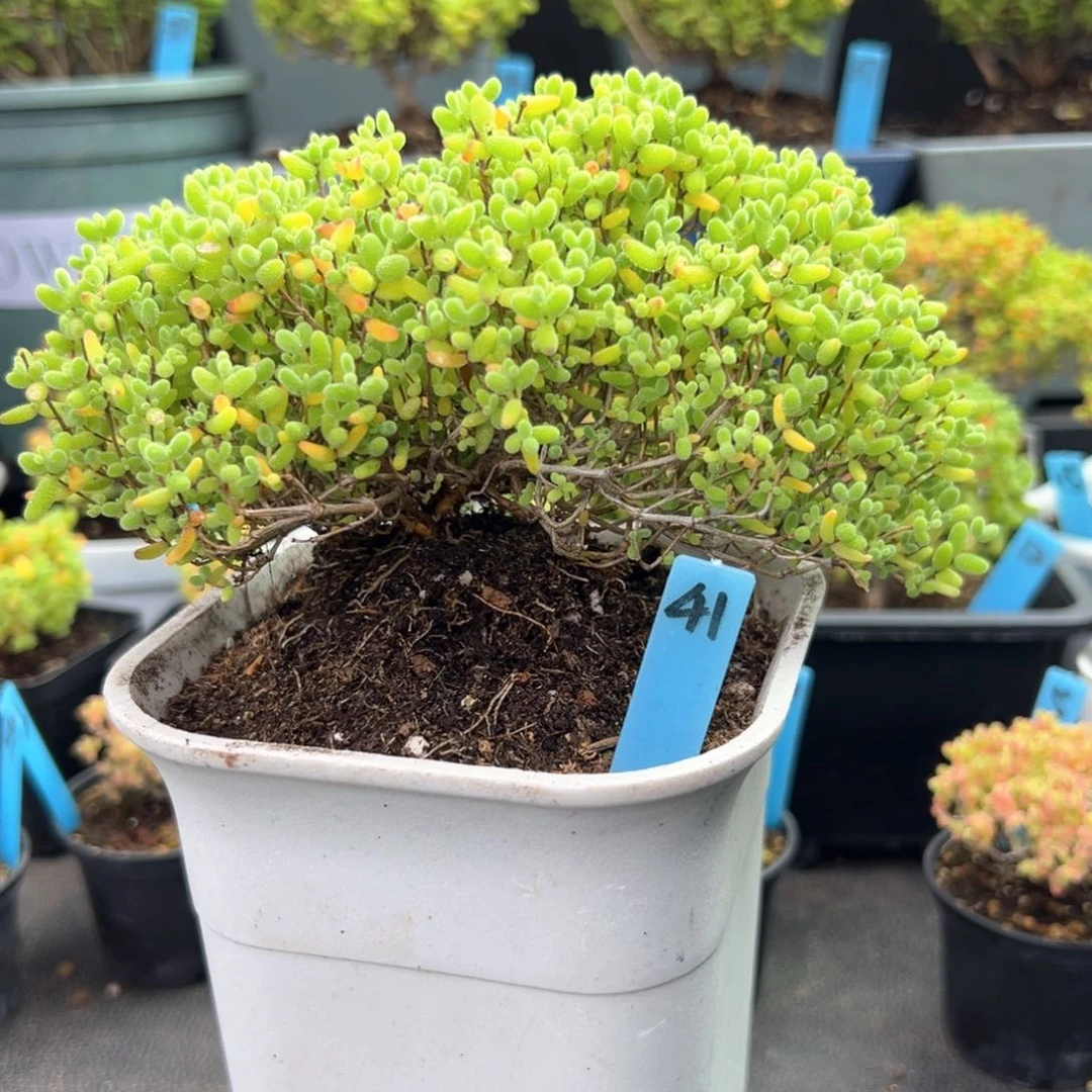 蜜橘糖球飘桩41号