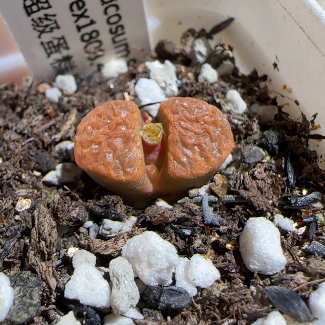 肉锥多肉植物组合-超级蛋糕1337