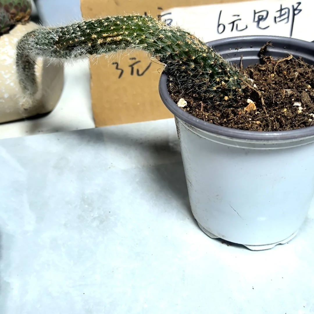 满6元包邮，#九尾狐长长长