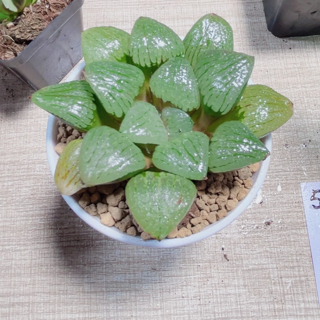 青芷姬多肉植物6666