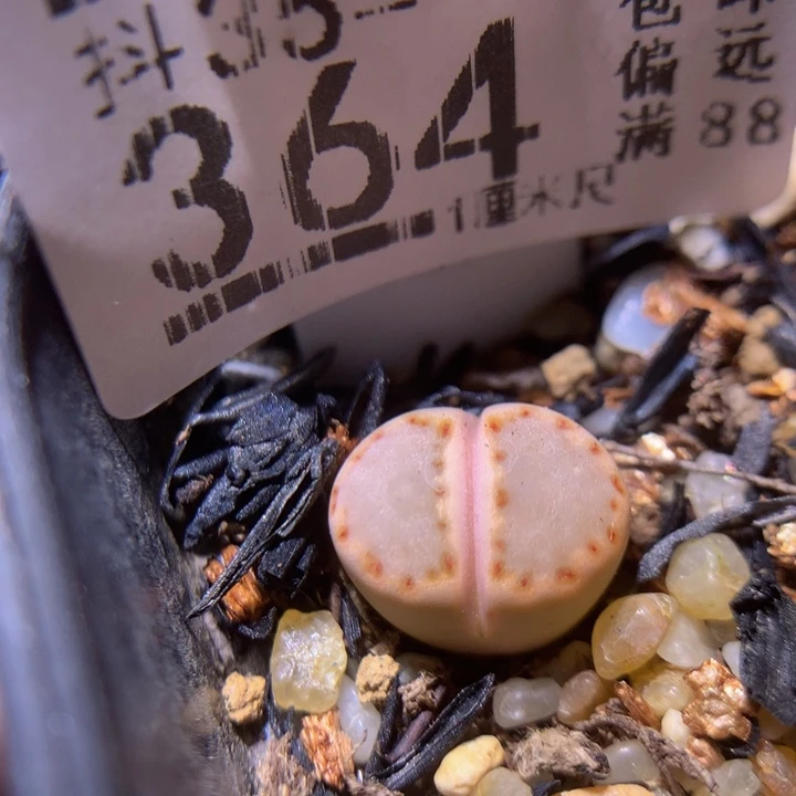 精品生石花35.364