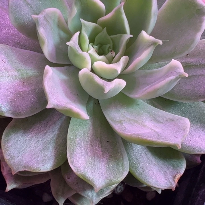 莫希干人锦多肉植物