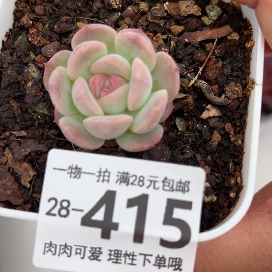 七仙女多肉多肉多肉多肉