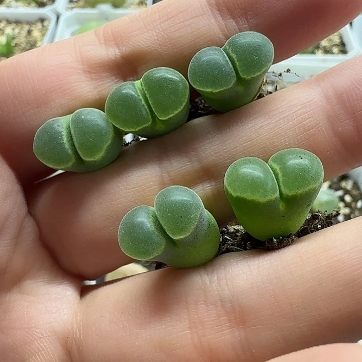 老马生石花极窗风铃1648