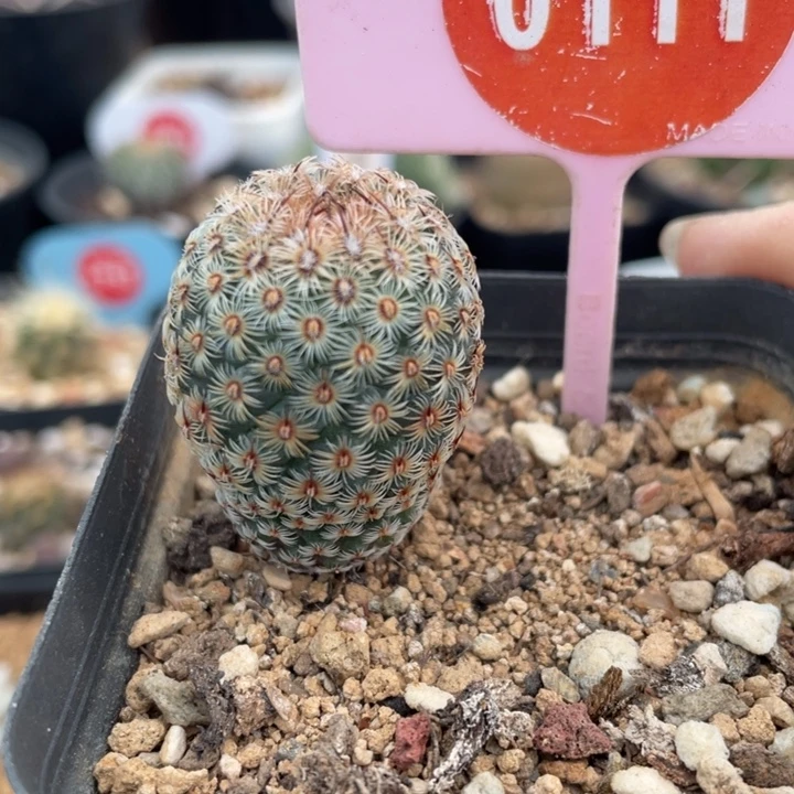 实生神慧丸011100000