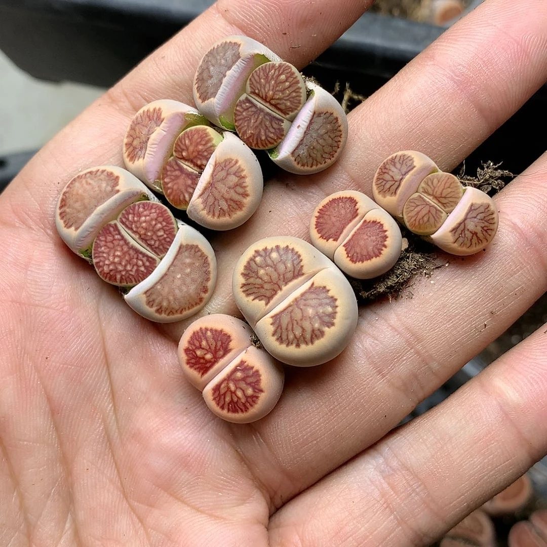 淼*媛C33多肉植物保护