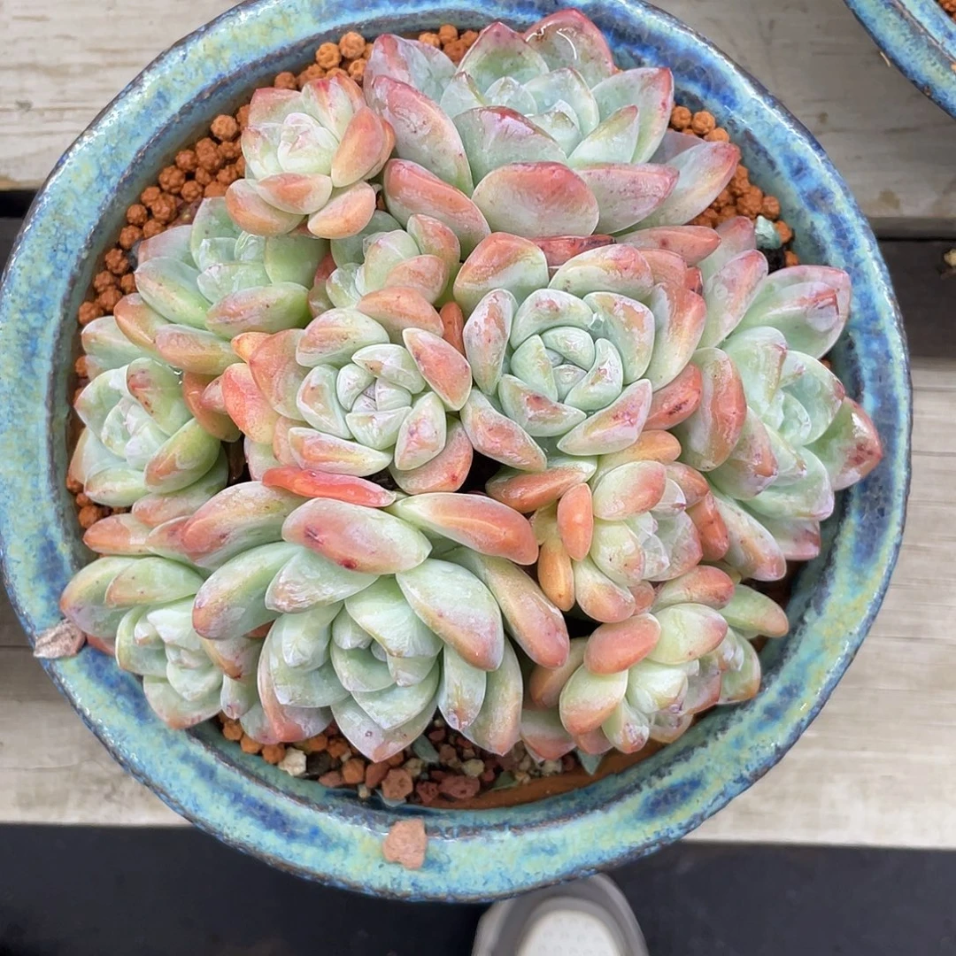 15头冰玉，冠幅约15厘米