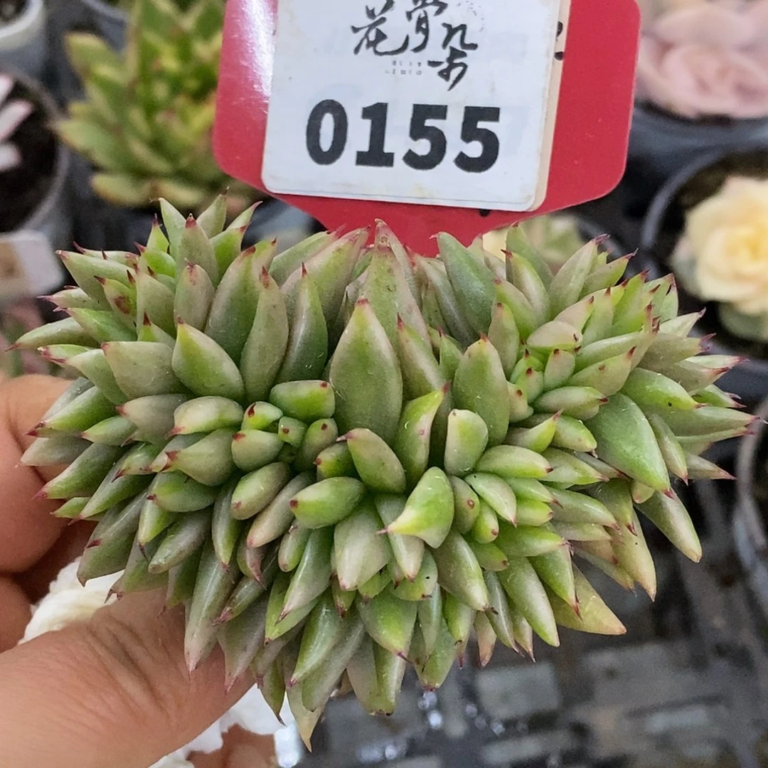 155缀化头盖哈哈哈哈哈