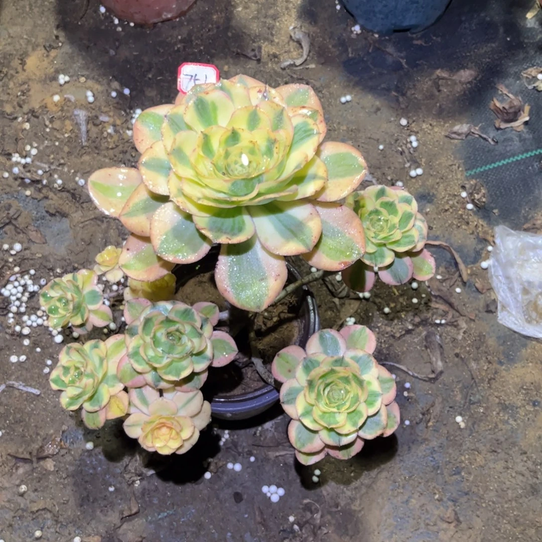 751多肉植物燕姿锦