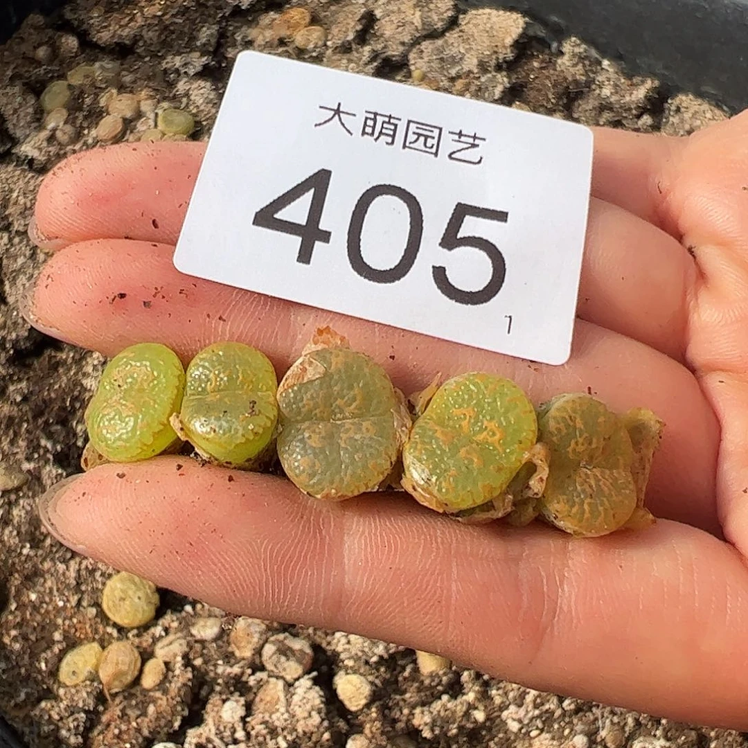 0000405量拍1444.36K勋鱼子酱2颗