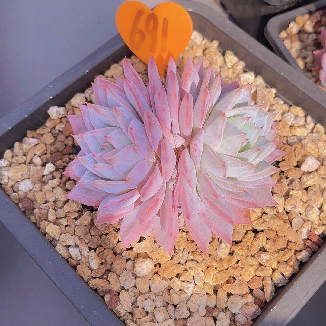 嗳*691号多肉植物一物一拍