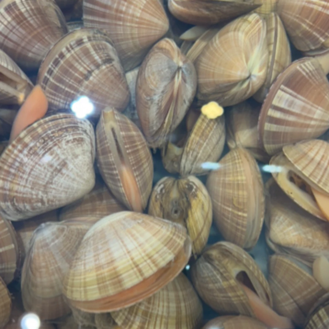 大文贝 超肥超鲜蒸煮烤