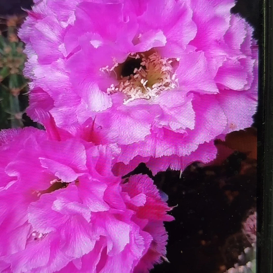 多多彩侧牙20包邮27