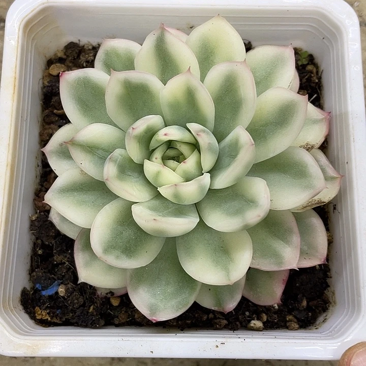 粉水晶锦一物一拍锦龙