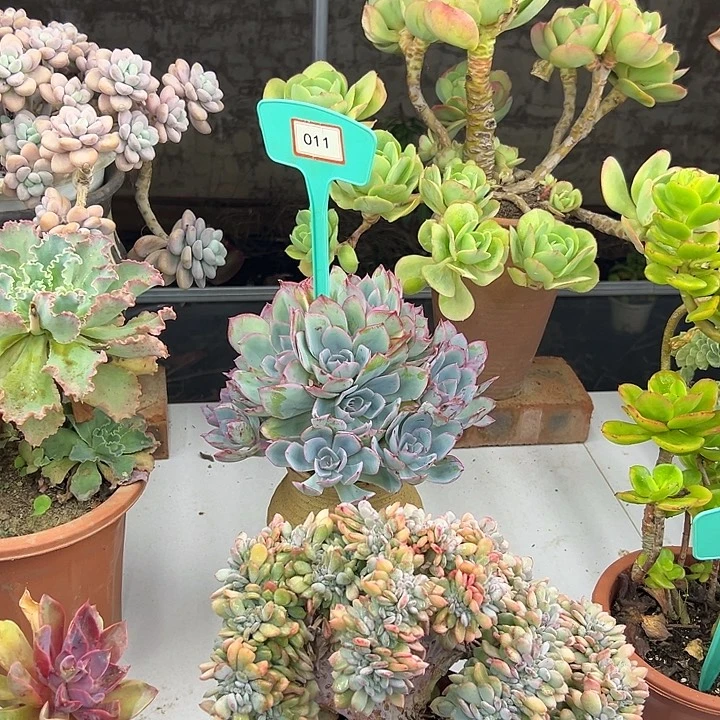九***子完全开放蓝光多肉植物011