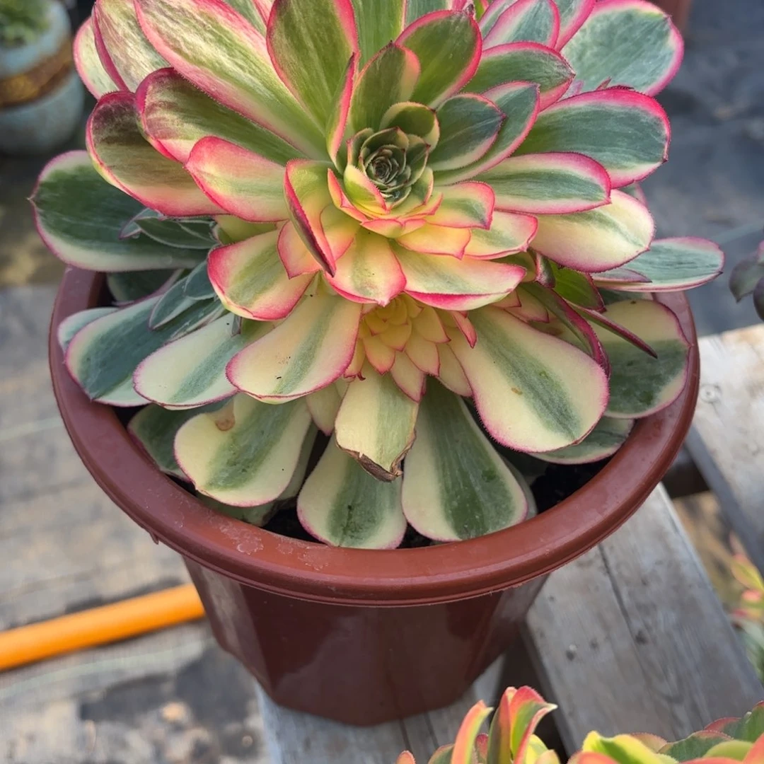 花好月又圆202513