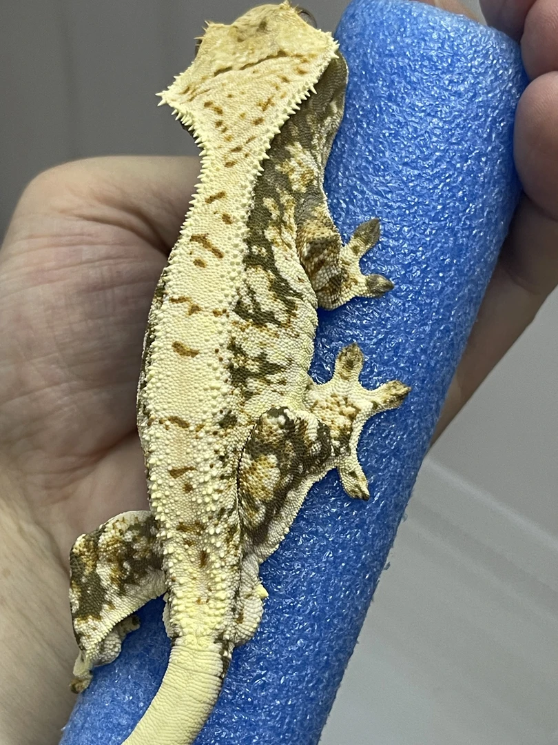 睫角守宫莉莉白活体r属爬宠懒人宠物适合新人新手