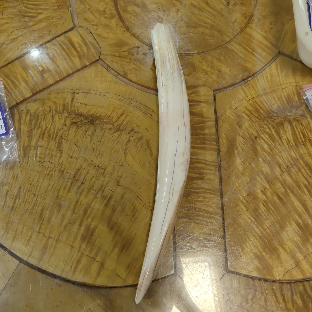 猛犸猛犸虬摆件 WT187