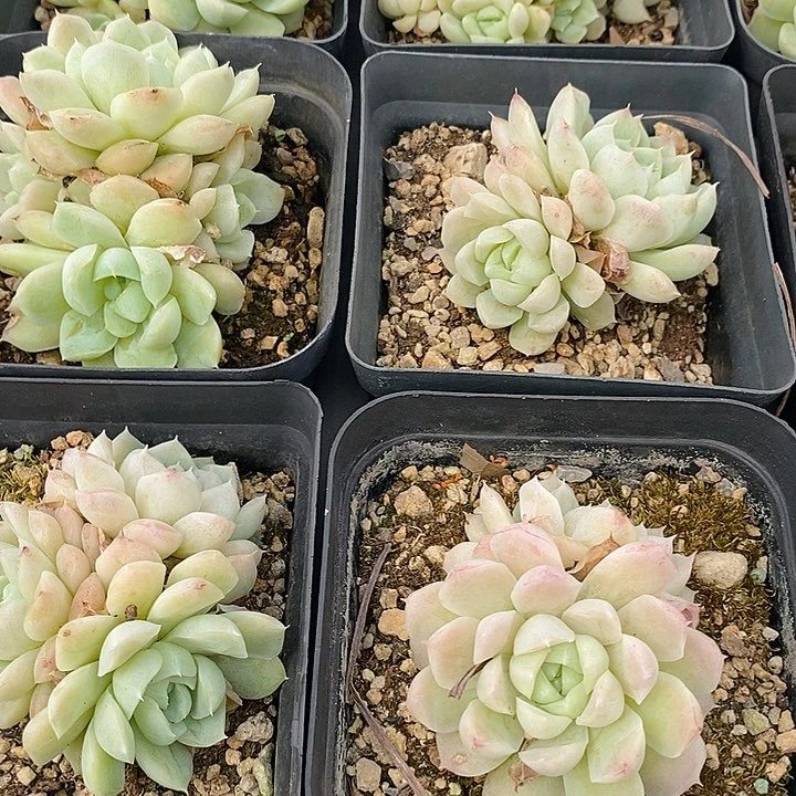 团。清月。福利不售后